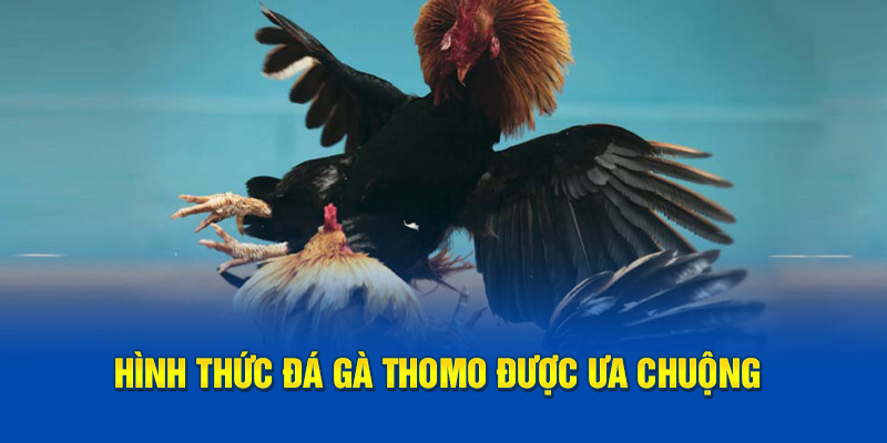 Hình thức đá gà Thomo đang được ưa chuộng