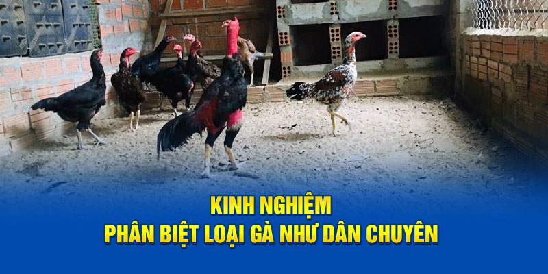 Kinh nghiệm phân biệt loại gà như dân chuyên 