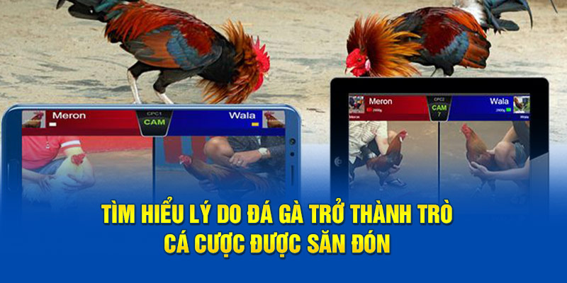 Tìm hiểu lý do đá gà trở thành trò cá cược được săn đón 